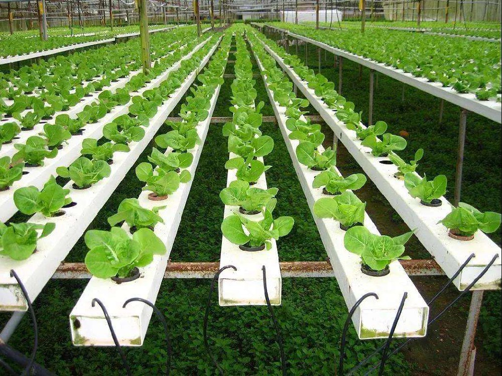 施用微生物肥料谨防三误区